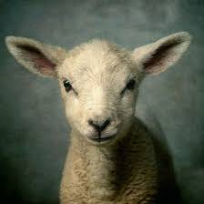 lamb button